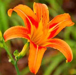 黄花菜黄 — 萱草黄 (萱草黄)