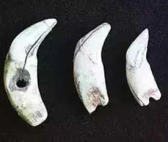 图 1-8 穿孔兽牙（北京山顶洞人遗址出土）