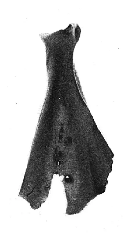 赛克文化（公元前2000年左右~）
