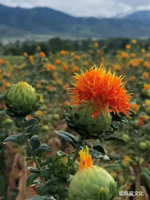 汉族传统妆容的历史与特点