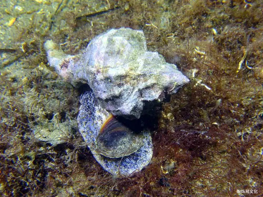 泰尔紫六角树干