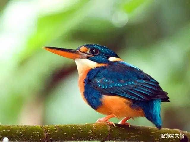 汉服配饰：天咀的残酷与美丽