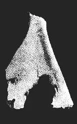 赛克文化（公元前2000年左右~）