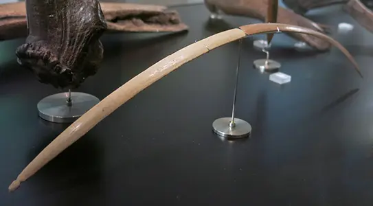 北欧的冰河时代猎人