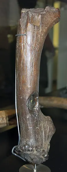 北欧的冰河时代猎人