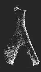 赛克文化（公元前2000年左右~）