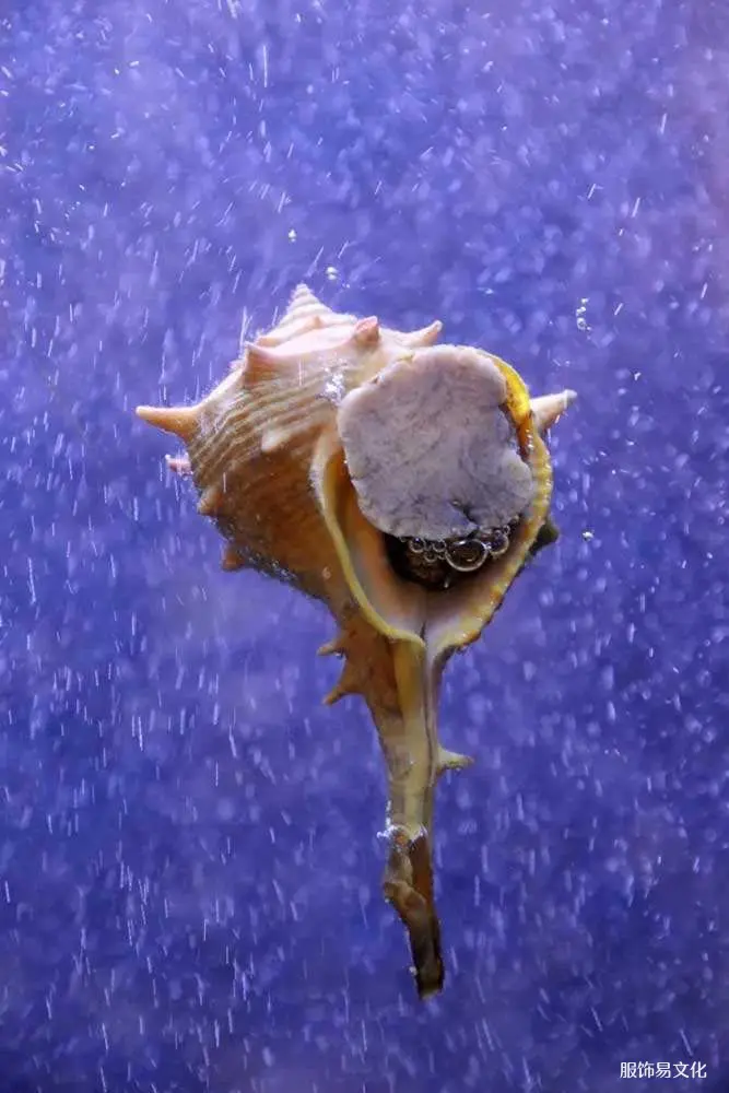 泰尔紫博利努斯·布兰达里斯