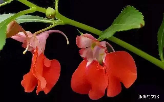 中国护甲器的历史和类型