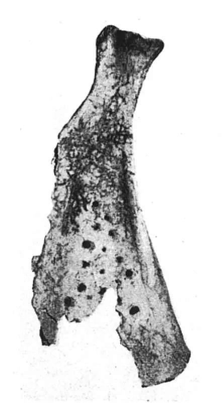 赛克文化（公元前2000年左右~）