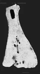 赛克文化（公元前2000年左右~）