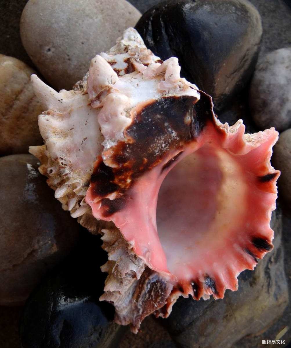 骨螺海蜗牛 泰瑞紫色