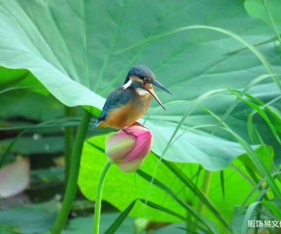 中国服饰配饰:天翠的残酷与美丽