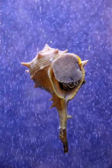 古代紫色为什么珍贵?