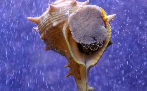 古代紫色为什么珍贵？