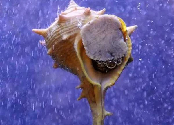 古代紫色为什么珍贵?